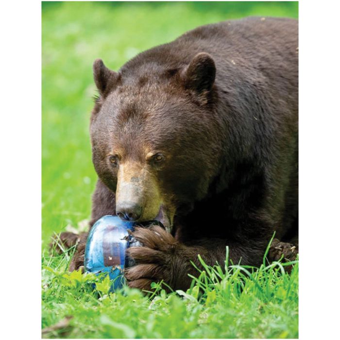 Bear Vault
