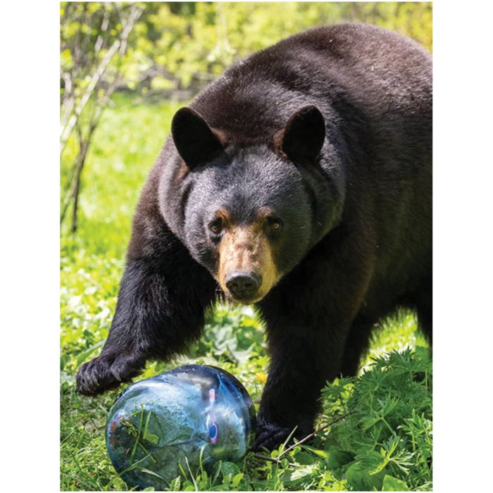 Bear Vault