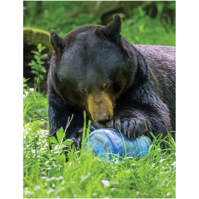 Bear Vault